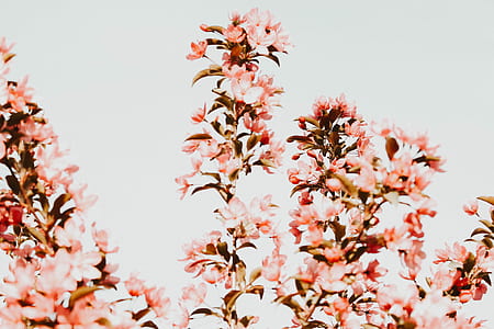 photo of pink petaled flower plants thumbnail