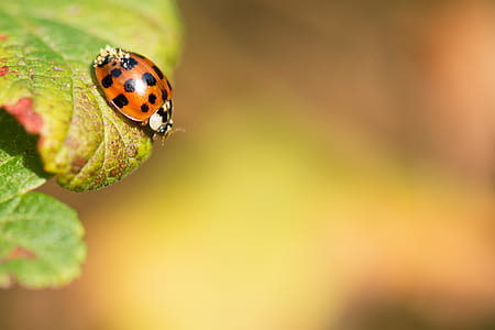 shallow focus photography of brown and black bug on a leaf thumbnail
