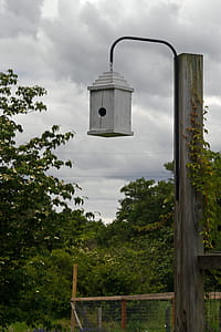 Swift birdhouse in the backyard garden. thumbnail