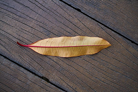 yellow leaf on brown wooden dock thumbnail
