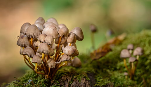 selective photography of brown mushrooms thumbnail