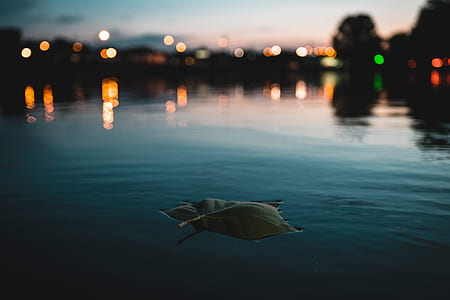 green leaf on sea thumbnail