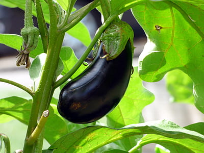 close-up photo of thai eggplant thumbnail
