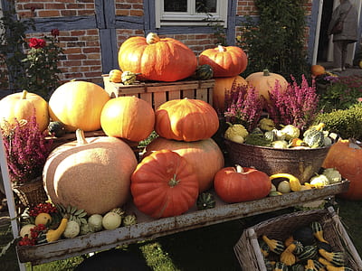 orange Pumpkins thumbnail