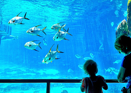 school fish in aquarium near children and woman thumbnail