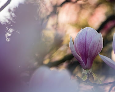 closeup photo of pink magnolia flower thumbnail