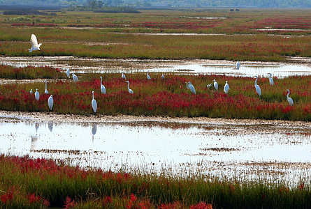 flock of heron on grass field near water thumbnail