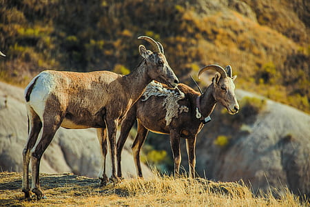 two brown rams on green grass field thumbnail