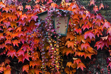 close-up photography of red maple leaves thumbnail