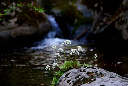 white cluster flower near river thumbnail