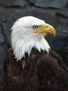 wildlife photography of bald eagle thumbnail