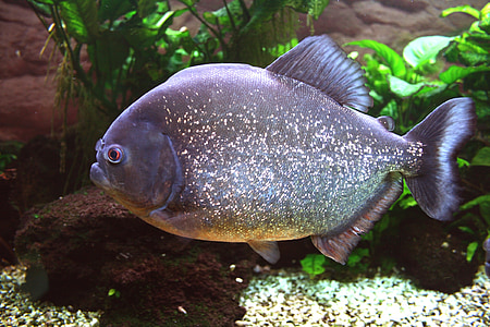 black and blue fish thumbnail
