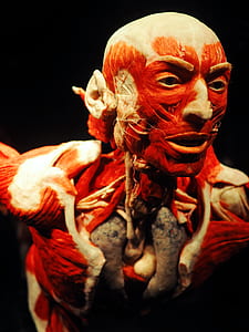 closeup photo of human anatomy figure thumbnail