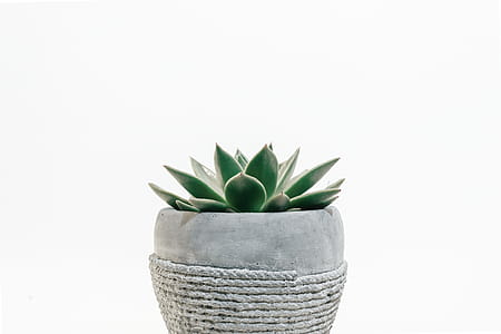 Photo of Plant on Pot thumbnail