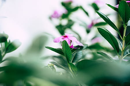 shallow focus photography of purple flower plant thumbnail