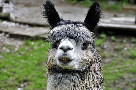 gray and black llama thumbnail