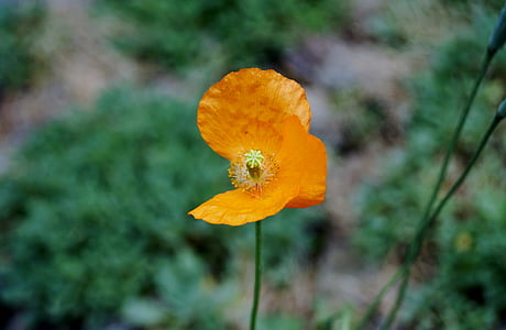 selective focus photography of orange poppy flower in bloom thumbnail