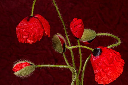 red poppy flowers beside poppy buds thumbnail