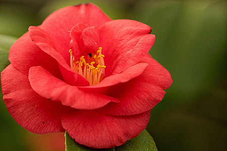 red flower thumbnail