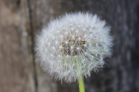 Dandelion Flower thumbnail