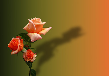 selective focus photo of pink and peach roses thumbnail