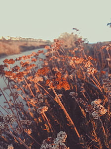 selective focused photo of a brown leafed plants thumbnail