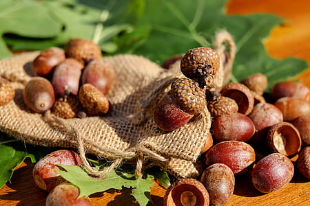 depth of field of hazelnuts thumbnail