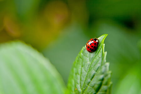 shallow focus photography of red and black ladybug thumbnail