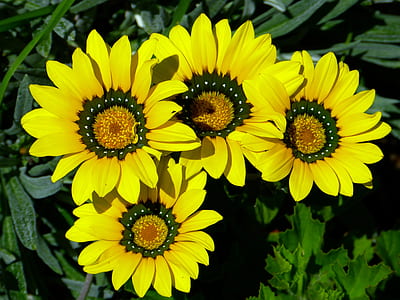 close up photo of sunflowers thumbnail