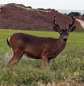 brown deer in the middle of grass field thumbnail