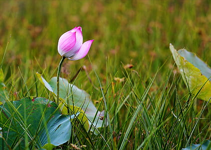 Pink Water Lily Flower thumbnail