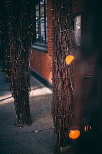 Brown Twigs Decor at Night thumbnail