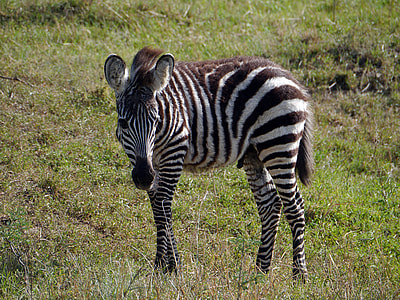 Zebra on grass field thumbnail
