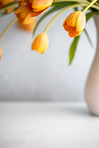 orange tulip flowers on vase thumbnail