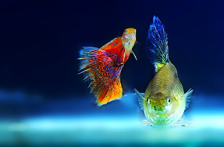 closeup photo of two red and yellow fish thumbnail