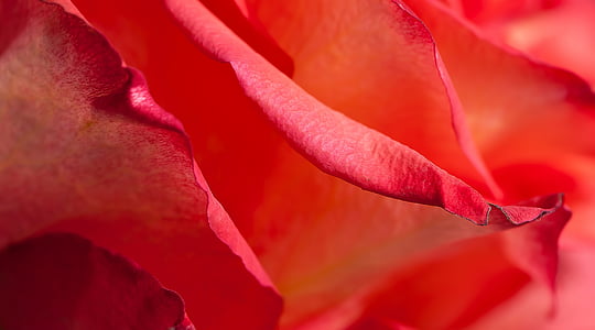 closeup photo of red petals thumbnail
