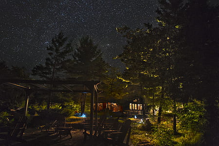 landscape photography of trees during night thumbnail
