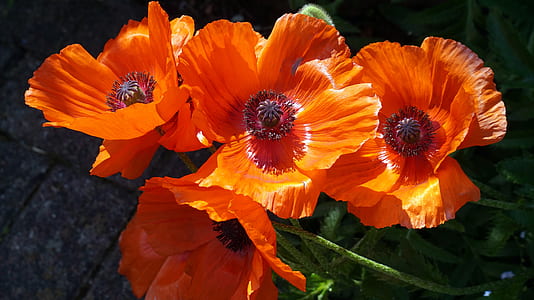focused photo of three orange flowers thumbnail