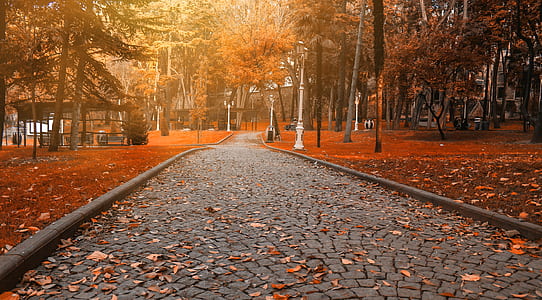 withered leaves on road during daytime thumbnail