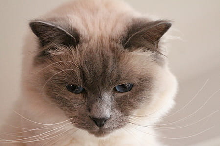 white and gray cat thumbnail