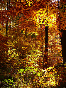 brown leafed trees thumbnail