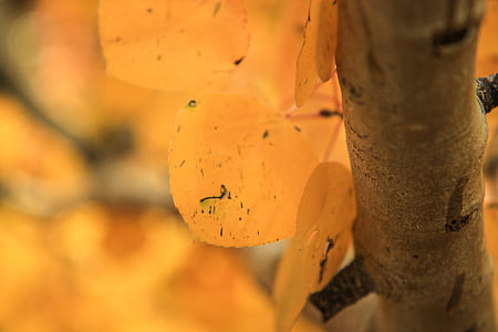 closeup photography of yellow flowers thumbnail
