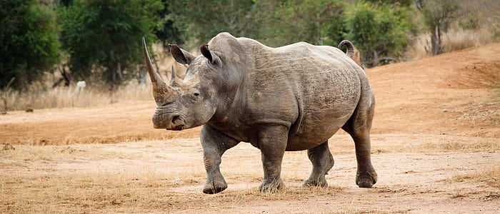 gray rhino walking on brown sand thumbnail