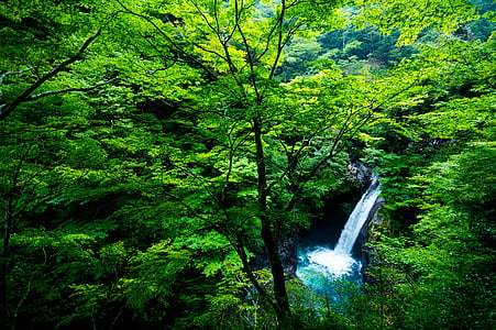 waterfalls inside forest near trees at daytime thumbnail
