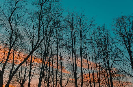 Photography of Leafless Trees during Golden Hour thumbnail