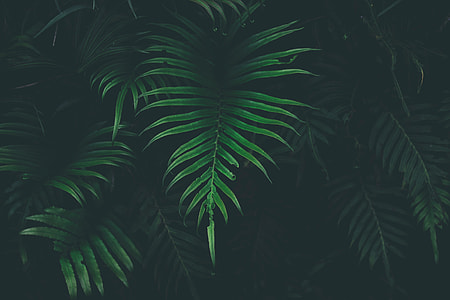 close-up photo of green fern plant thumbnail
