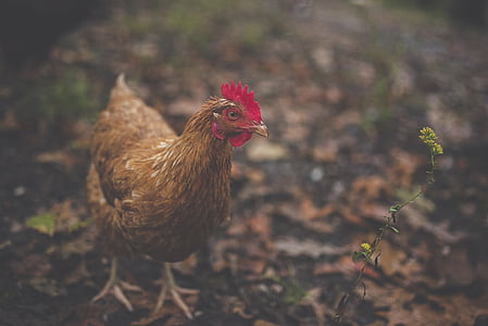 selective focus photography of brown chicken thumbnail