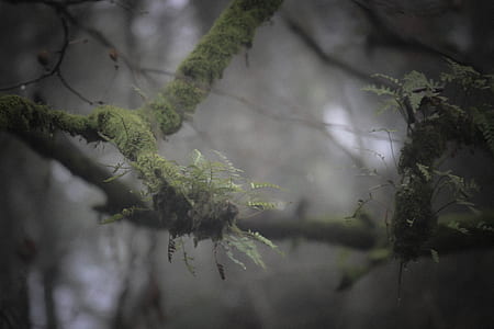 Green Fern on Branch thumbnail
