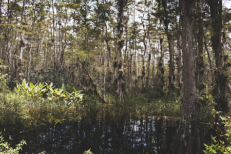 green leaf trees near body of water at daytime thumbnail