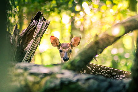 selective focus photo of brown deer beside tree trunk thumbnail